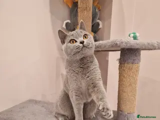 British Shorthair cats ❤️ Amasing girl❤️ GCCF active. - Advert 12