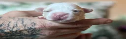 French Bulldog dogs for sale: Full fluffy French bulldogs  - Advert 10