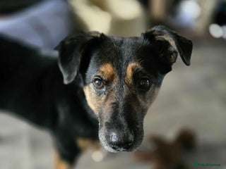 Mixed Breed dogs Bumble for adoption - Advert 1