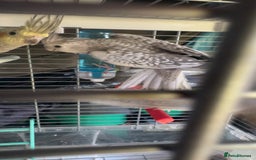 Cockatiels birds for sale: Baby cockatiel for sale mixed prices  - Image 24