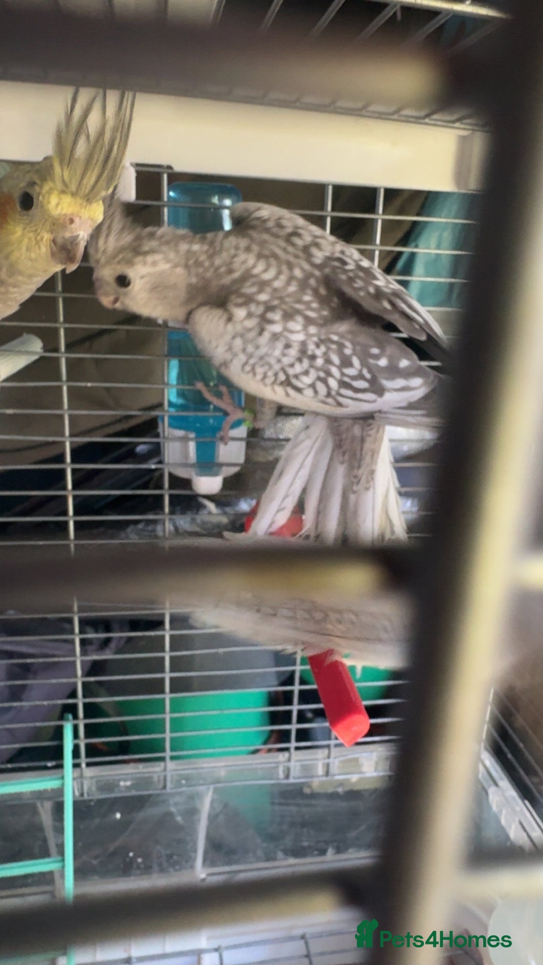 Cockatiels birds for sale: Baby cockatiel for sale mixed prices  - Image 24