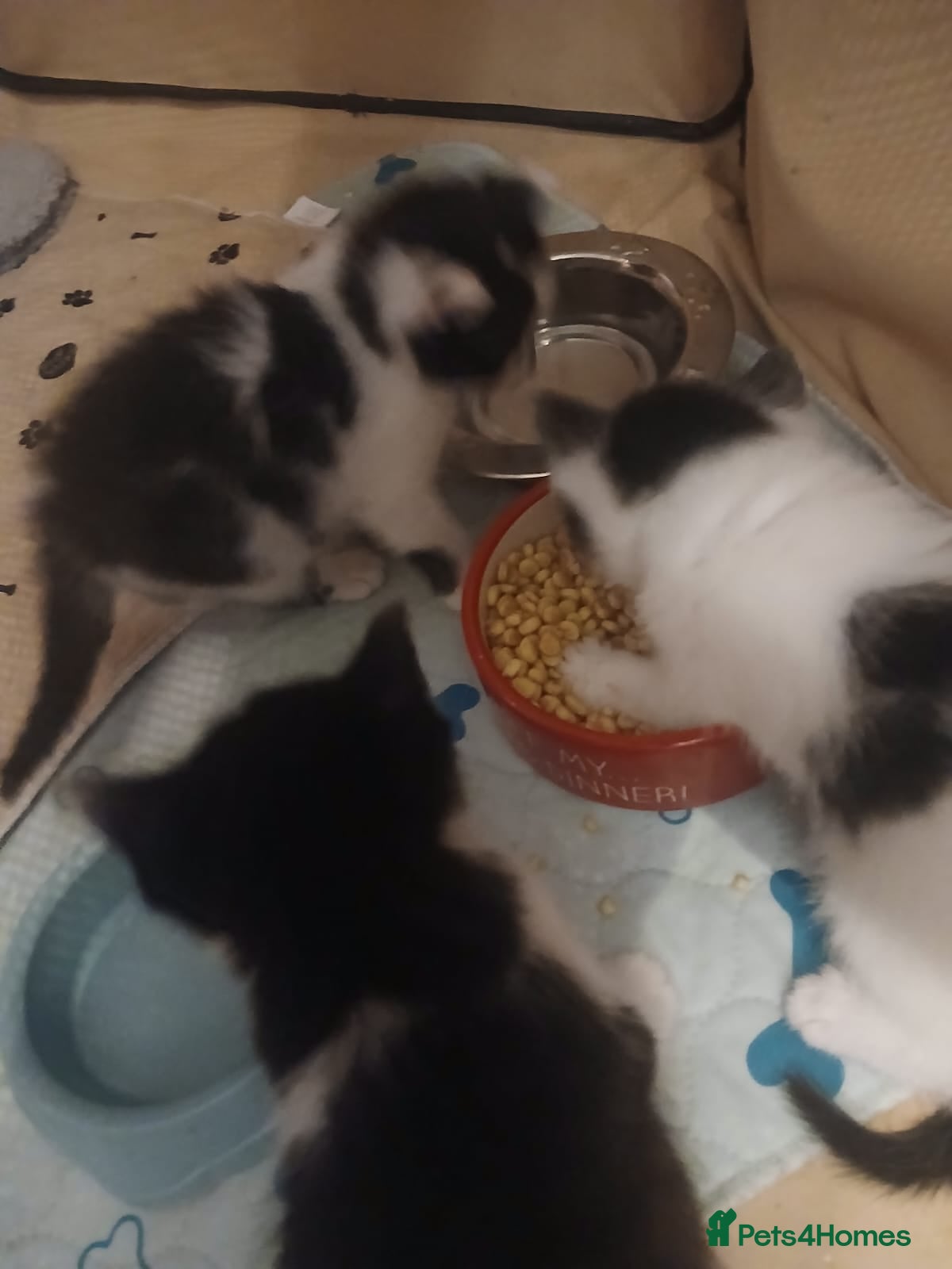 Mixed Breed cats Rescue kittens - Advert 1