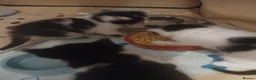 Mixed Breed cats for sale: Rescue kittens - Advert 1
