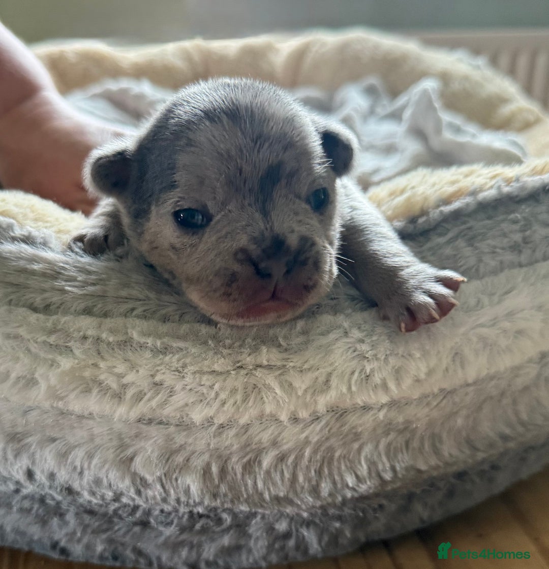 French Bulldog dogs for sale: Stunning litter of French bulldog puppies  - Image 1