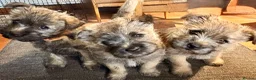 Cairn Terrier dogs for sale: Pedigree Cairn Terrier Male Puppies - Advert 1