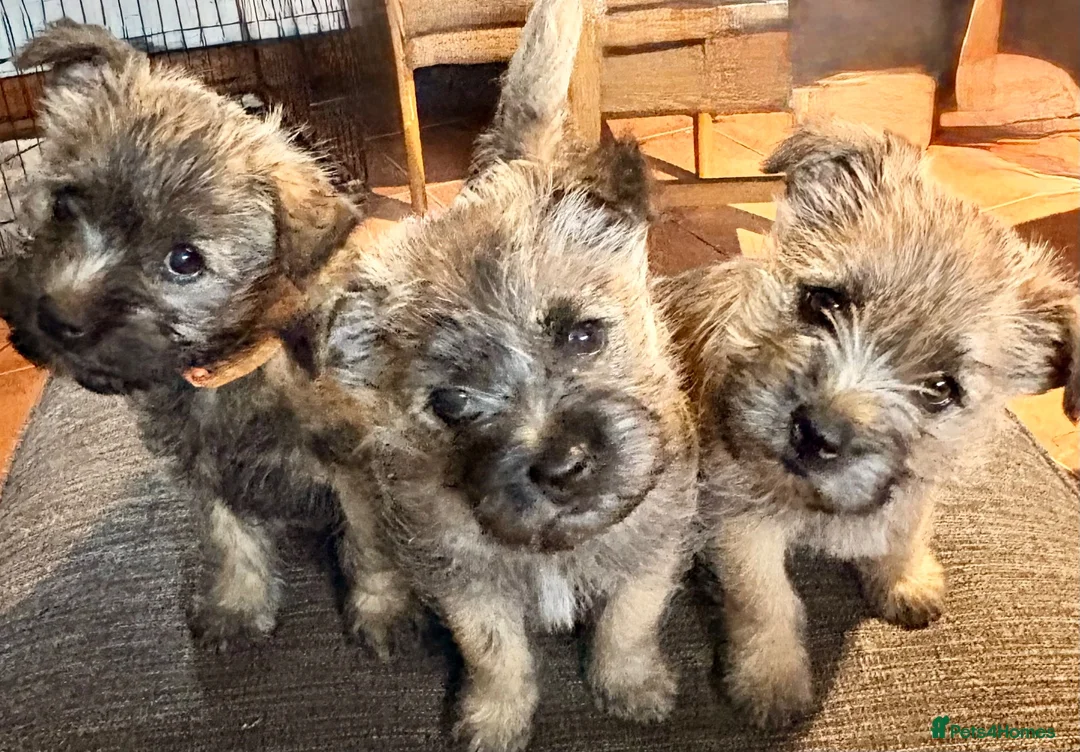 Cairn Terrier dogs for sale: Pedigree Cairn Terrier Male Puppies - Advert 1