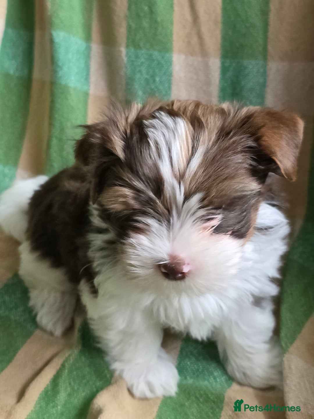 Yorkshire Terrier dogs for sale: Cocos' babies - Advert 3