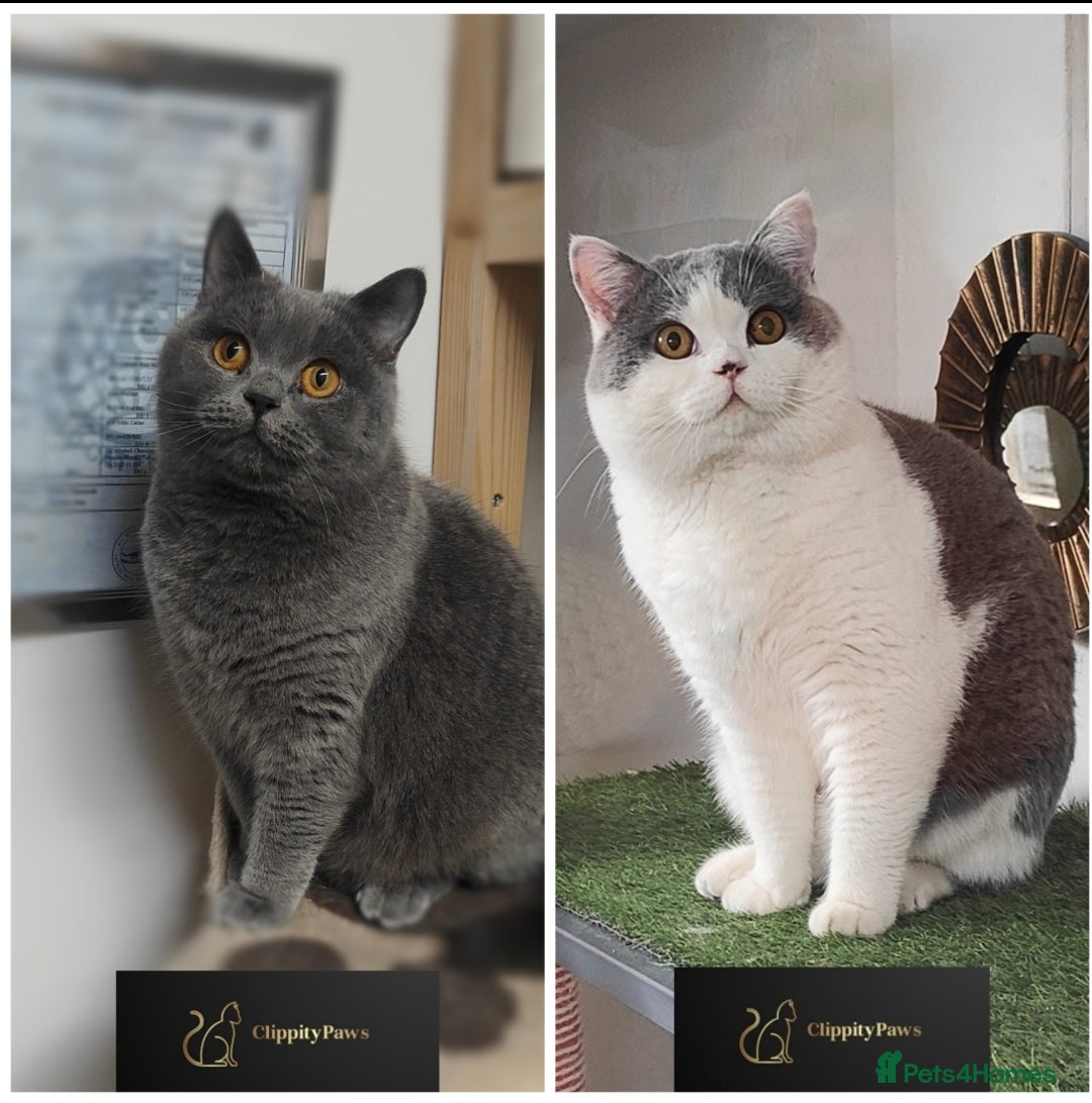 British Shorthair cats for sale: GCCF REGISTERED CHUNKY BRITISH SHORTHAIR KITTENS - Advert 2