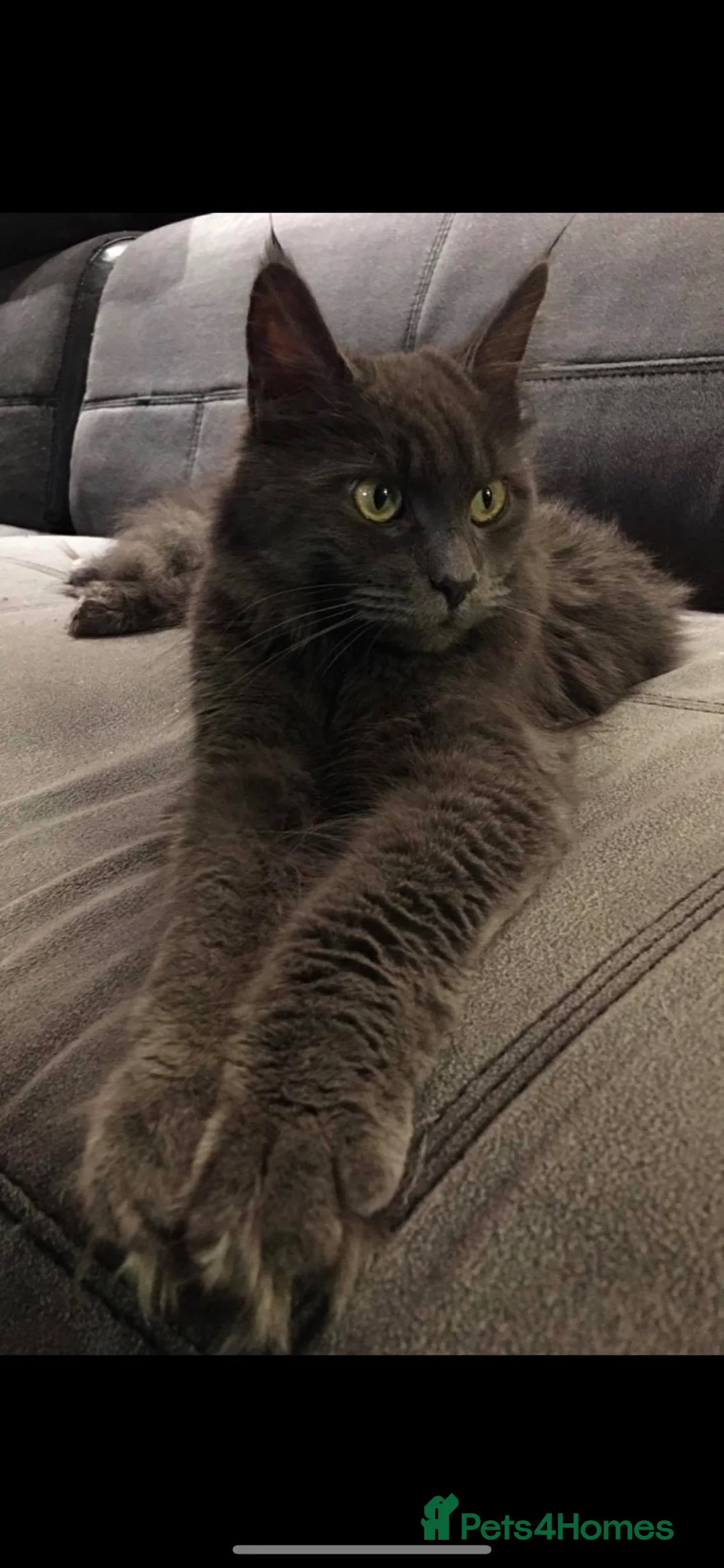 Maine Coon cats for sale: Blue Maine Coon kittens - Advert 2