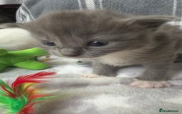Ragdoll cats for sale: Stunning Ragdoll kittens super affectionate  - Image 1