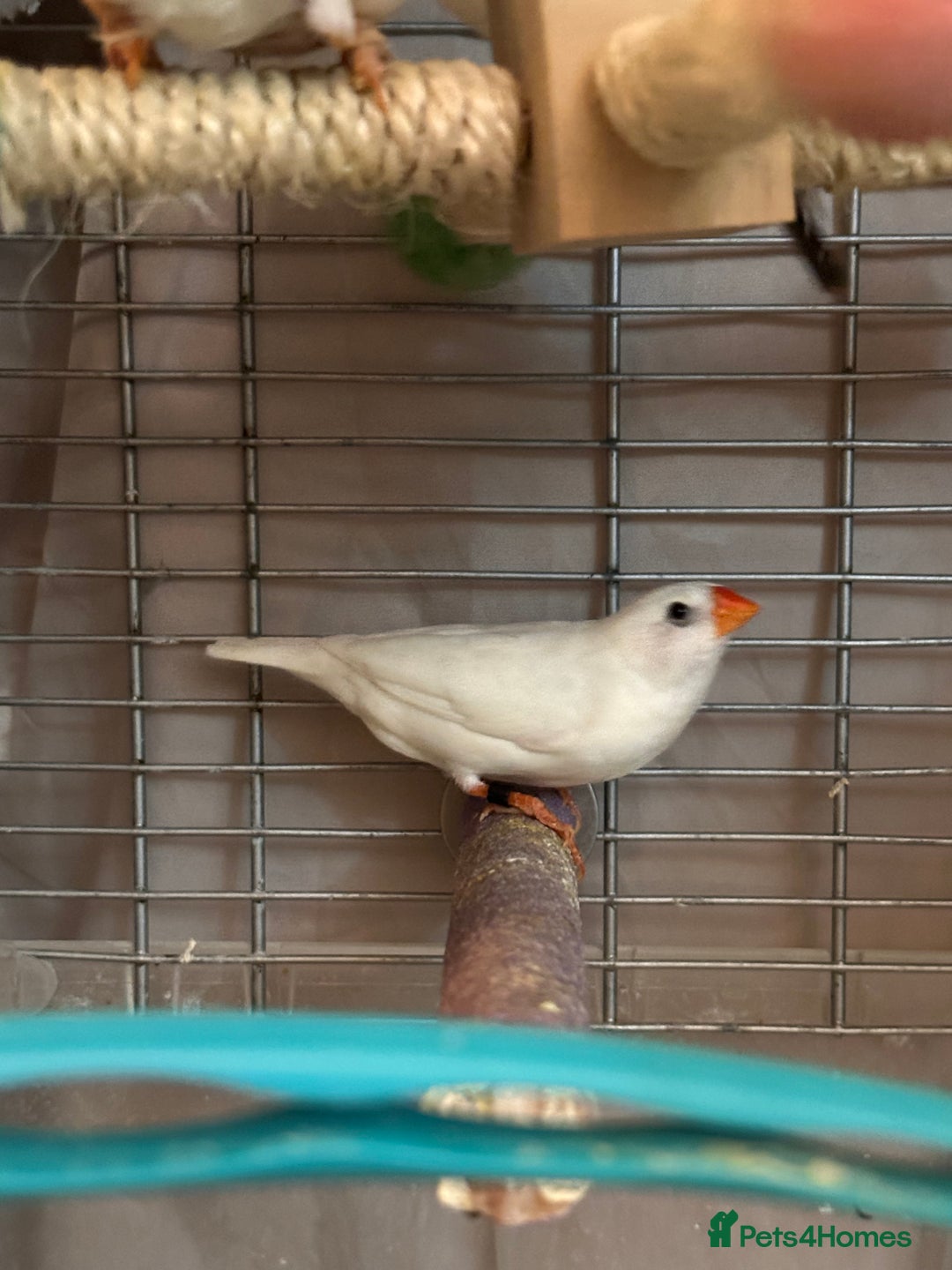 Finches birds for sale: Free to go for new home  - Advert 6