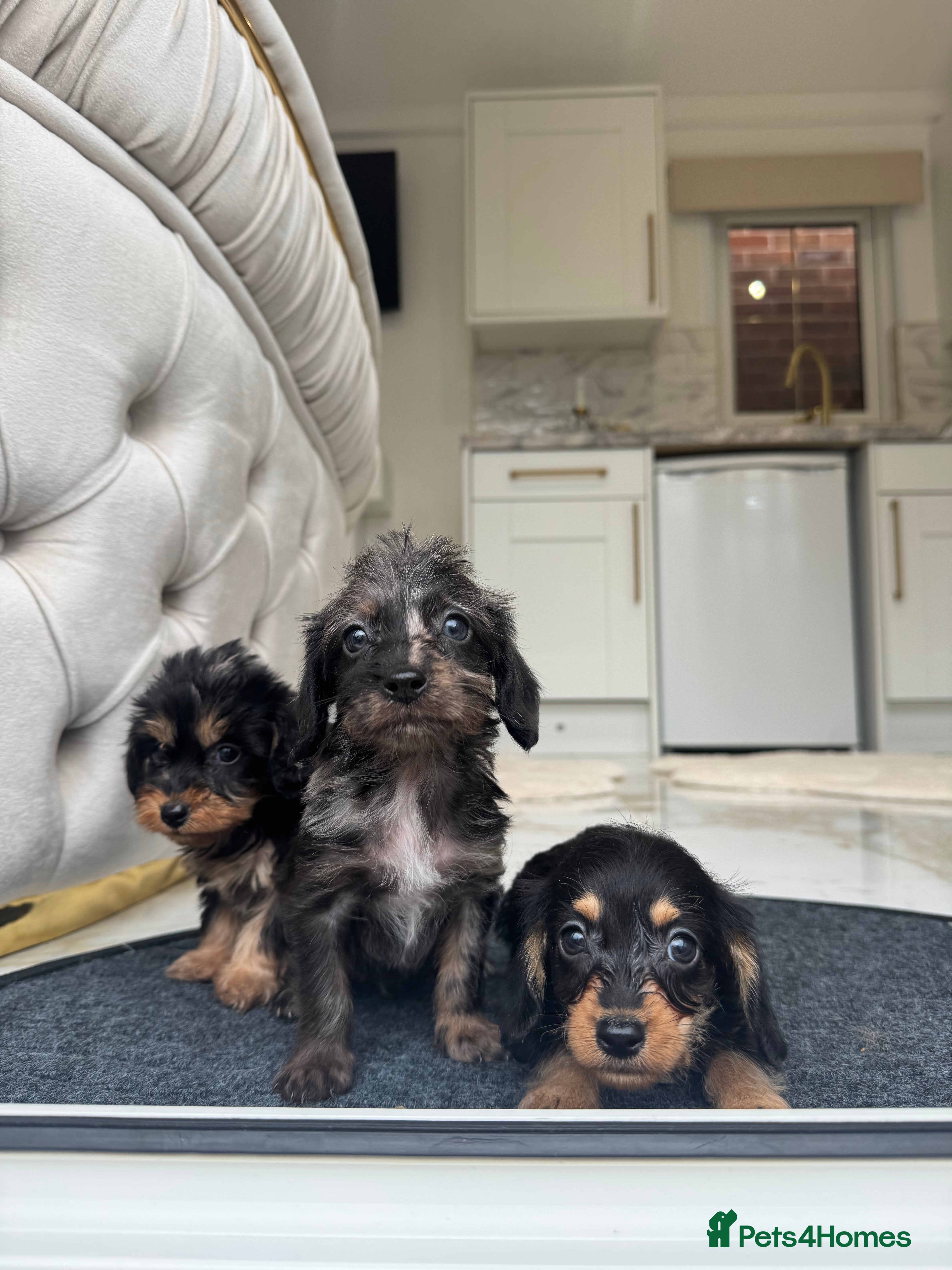 Doxiepoo dogs Stunning daxiepoos (council licensed breeder) - Advert 4