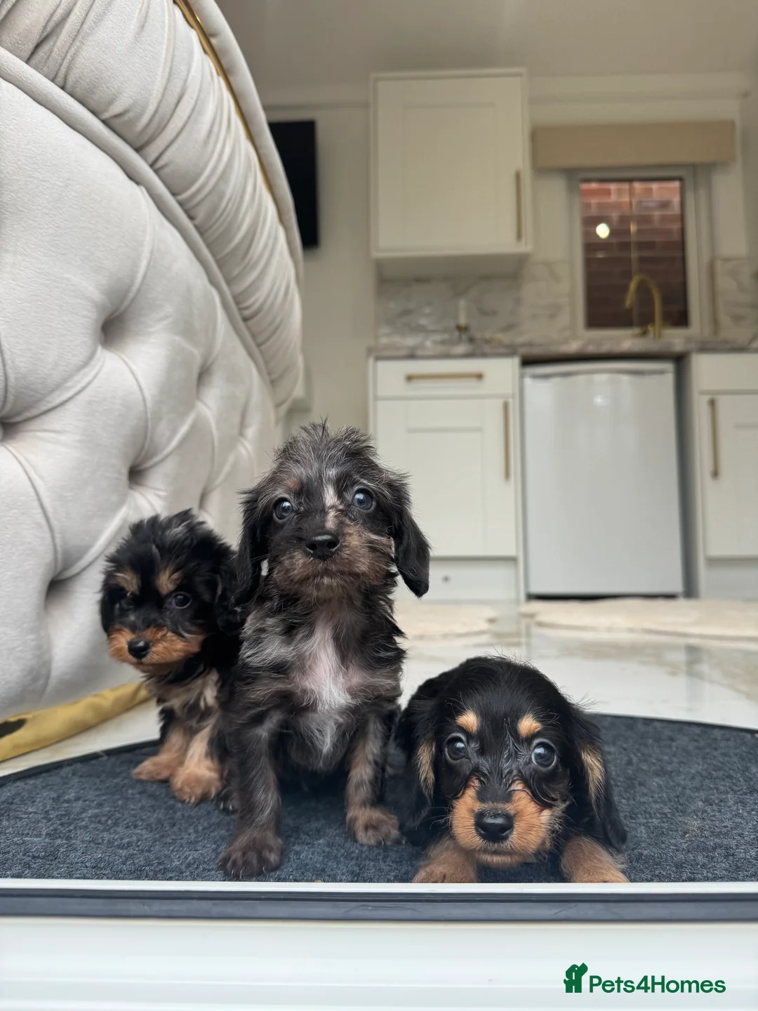 Doxiepoo dogs for sale: Stunning daxiepoos (council licensed breeder) - Advert 1