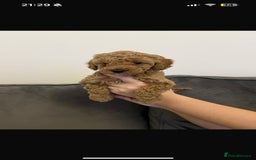 Poochon dogs for sale: STUNNING POOCHON - Image 20