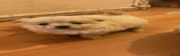 Mixed Breed dogs for sale: loving Puppy’s for sell  - Advert 4