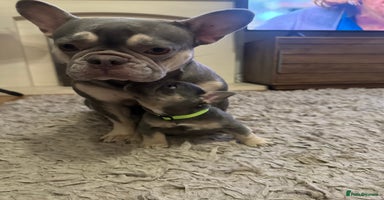 French Bulldog dogs One Female French bulldog  - Advert 5
