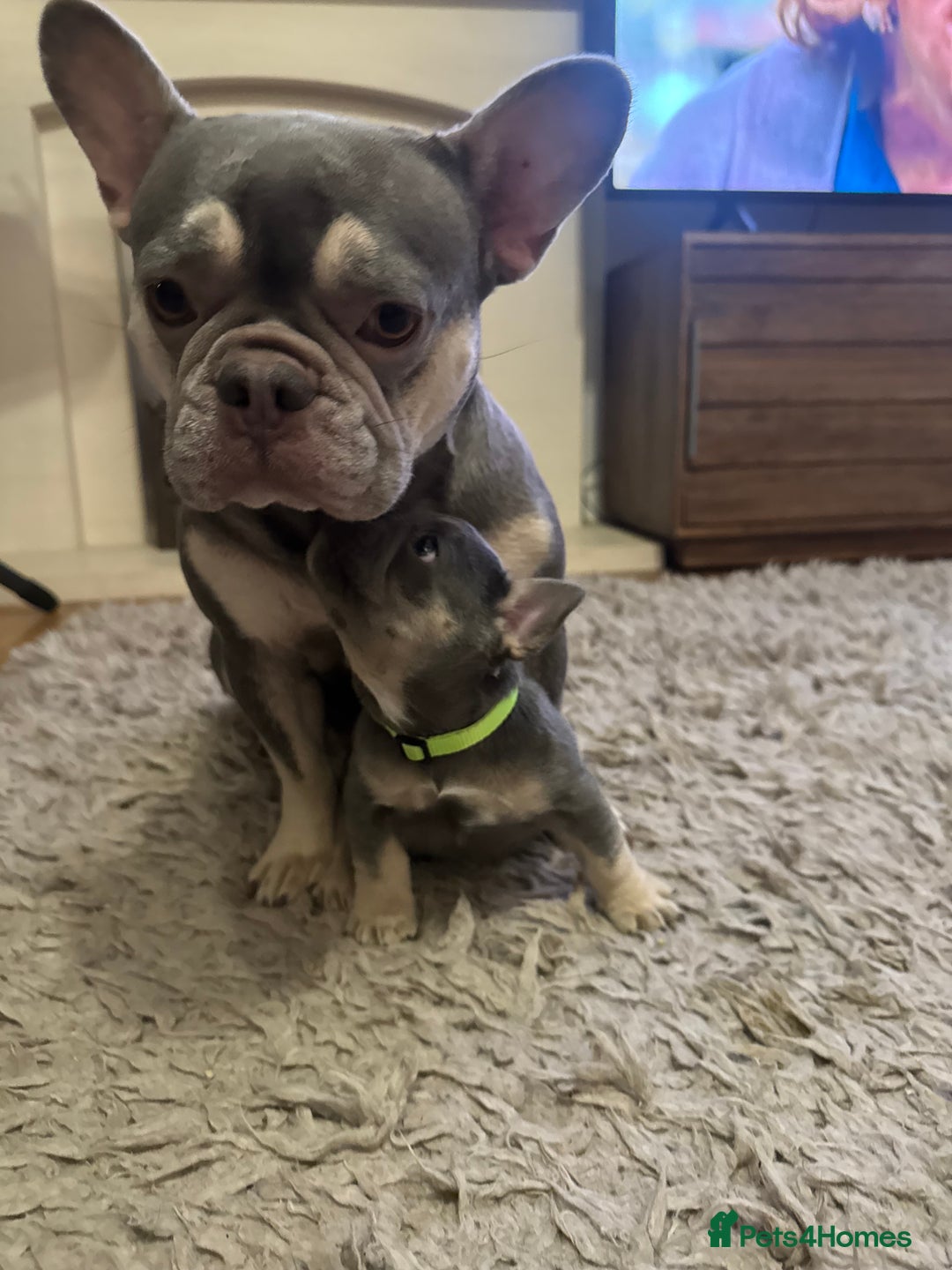 French Bulldog dogs for sale: One Female French bulldog  - Advert 3