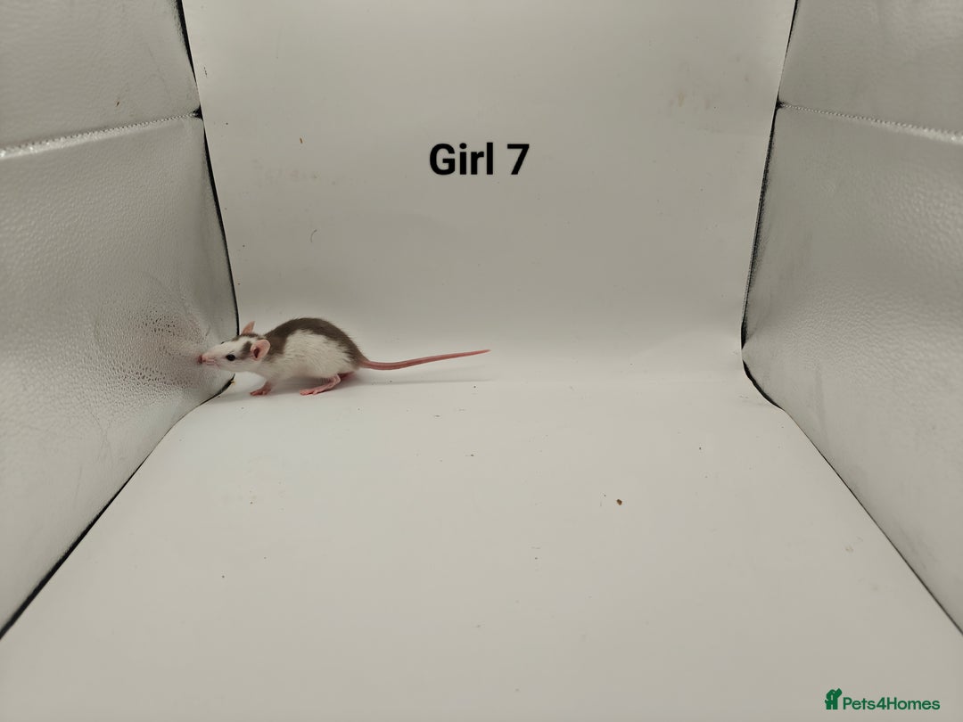 Rat rodents for sale: DEC: 24 Rats (5 Rats: 3 Boys & 2 Girls Left) - Advert 21