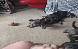 Mixed Breed dogs for sale:  Adorable staffie x frencie pups,Ready Oct31st  - Image 3