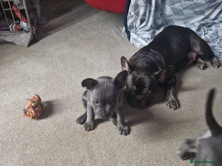 Mixed Breed dogs - Advert 32