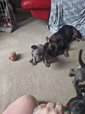 Mixed Breed dogs - Advert 3