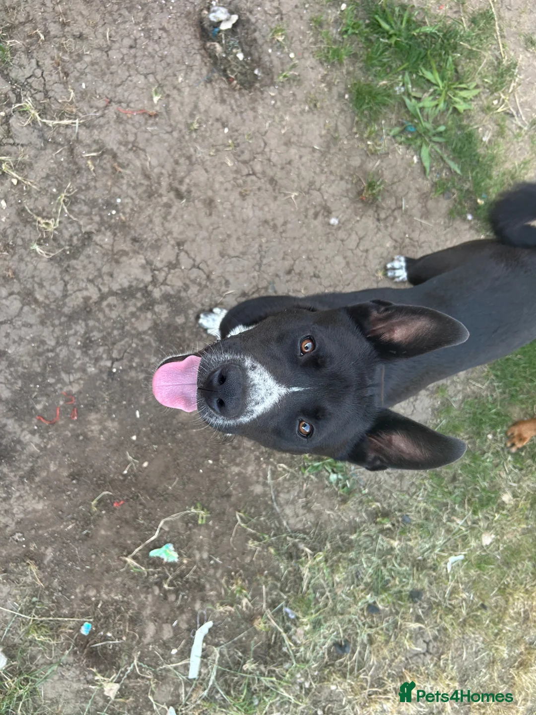 Mixed Breed dogs for sale: Duke  - Advert 2