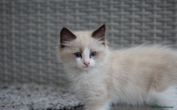 Ragdoll cats for sale: 🐈✨ Tica Registered Ragdoll Kittens in Tamworth - Image 8