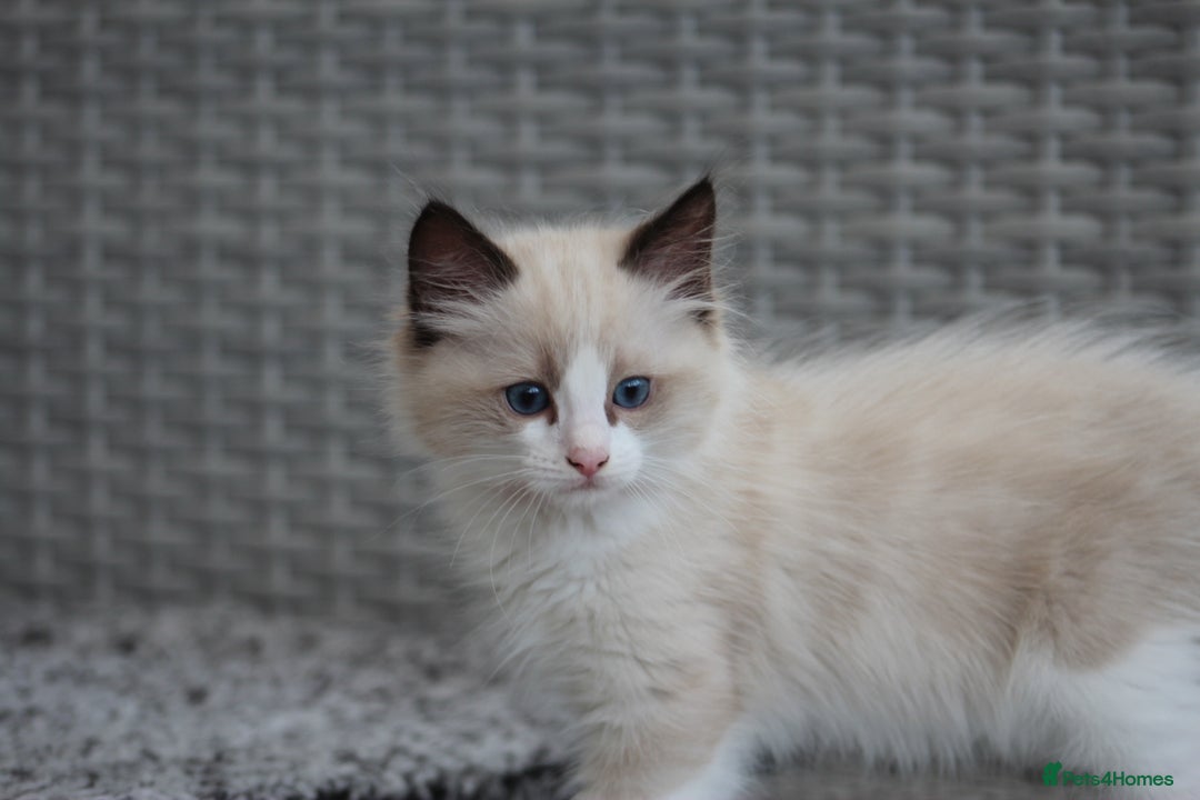 Ragdoll cats for sale: 🐈✨ Tica Registered Ragdoll Kittens in Tamworth - Image 8