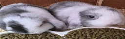 Mini Lop rabbits for sale: Beautiful mini lop x mini lion lop babies for sale - Advert 6