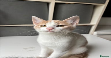 Mixed Breed cats - Advert 6
