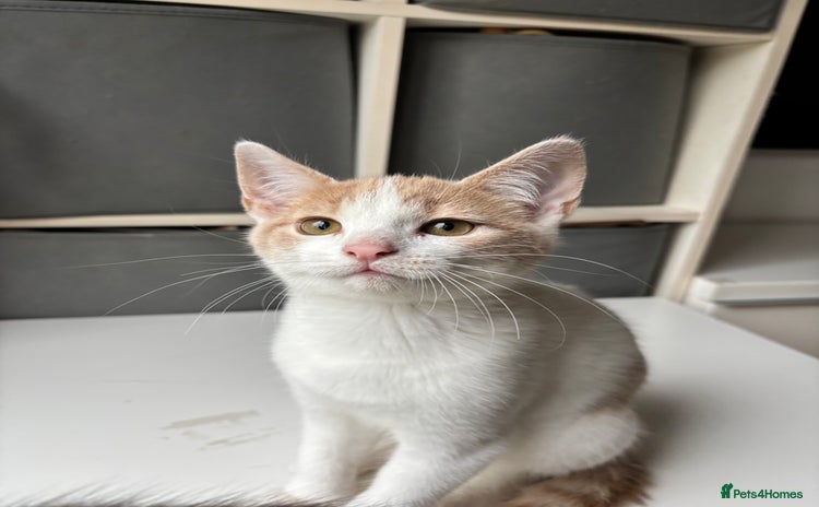 Mixed Breed cats - Advert 10