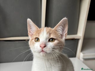 Mixed Breed cats - Advert 17