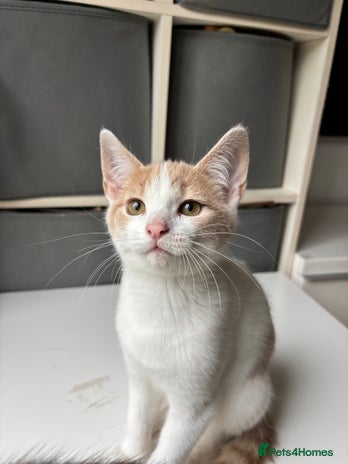 Mixed Breed cats - Advert 10