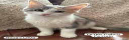 Mixed Breed cats for sale: Ragamuffin x Maine Coon Kittens For Sale  - Advert 4