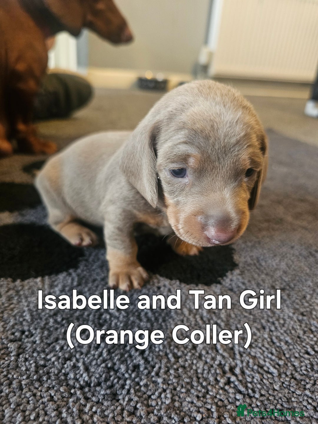 Dachshund dogs for sale: Dachshund Puppies for sale  - Image 5