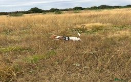 Jack Russell dogs for sale: Brother and sister Jack russels - Image 5