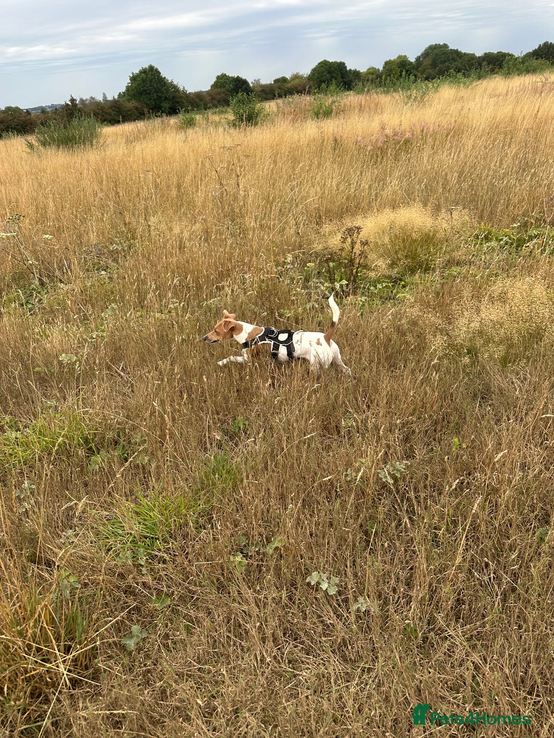 Jack Russell dogs for sale: Brother and sister Jack russels - Image 5