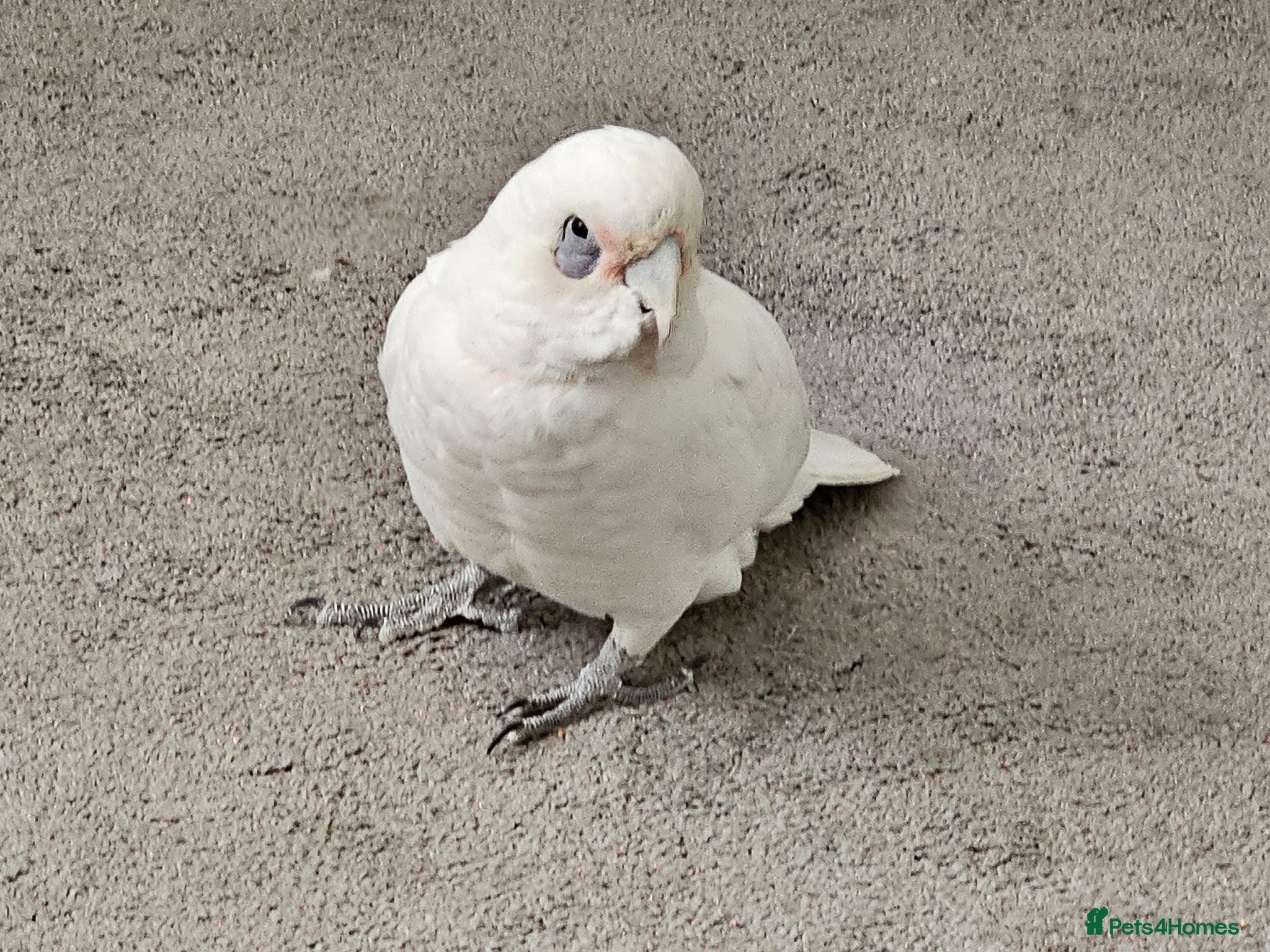 Cockatoo birds White cockatoo male with large cage included. - Advert 10