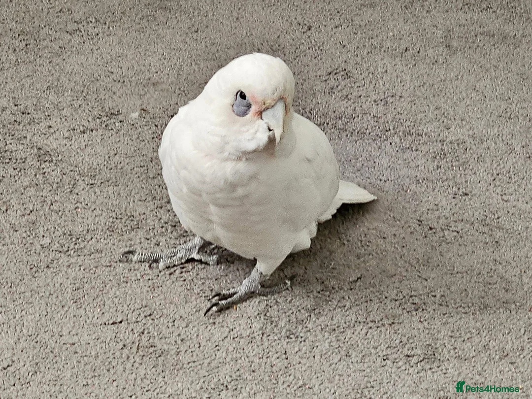 Cockatoo birds for sale: White cockatoo male with large cage included. in Glasgow - Advert 1