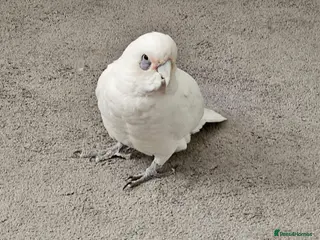 Cockatoo birds White cockatoo male with large cage included. - Advert 10