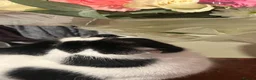 Mixed Breed cats for sale: Beautiful Cat- Rehoming  - Advert 5