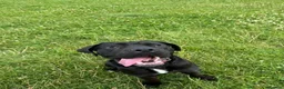 Cane Corso dogs for sale: 3 year old Cane Corso called Ryuk in Birmingham - Advert 4