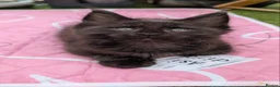 Maine Coon cats for sale: Tica registered mainecoons  - Advert 28