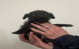 Mixed Breed dogs for sale: Lakeland Patterdale Working lines - Image 10