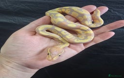 Python Snake reptiles for sale: Ball pythons - Image 11