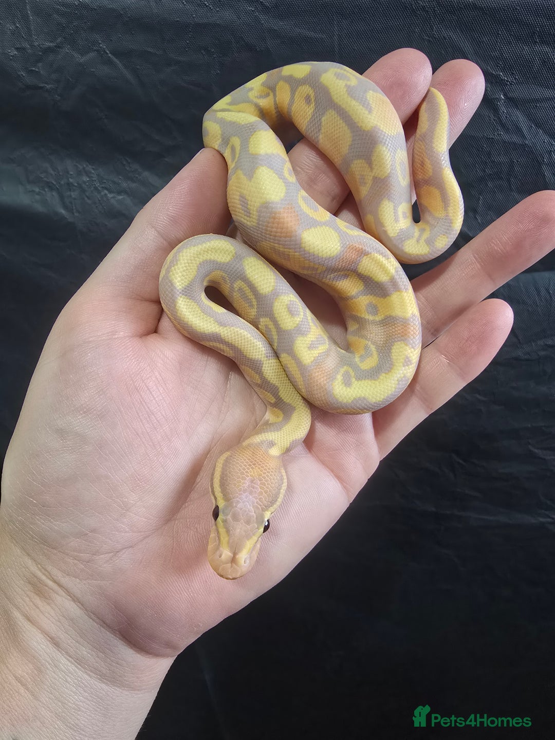 Python Snake reptiles for sale: Ball pythons - Image 11