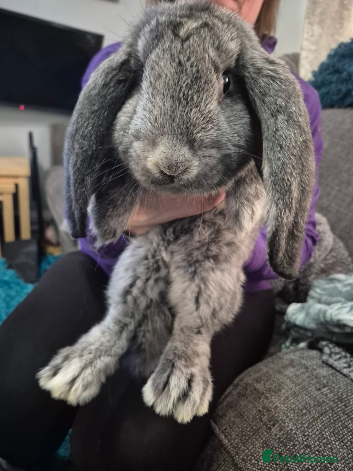 French Lop rabbits Pure Bred French Lop babies - Advert 1