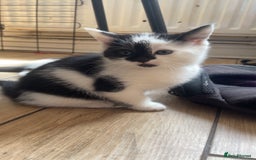 Domestic Shorthair cats for sale: 5 kittens available now  - Image 6