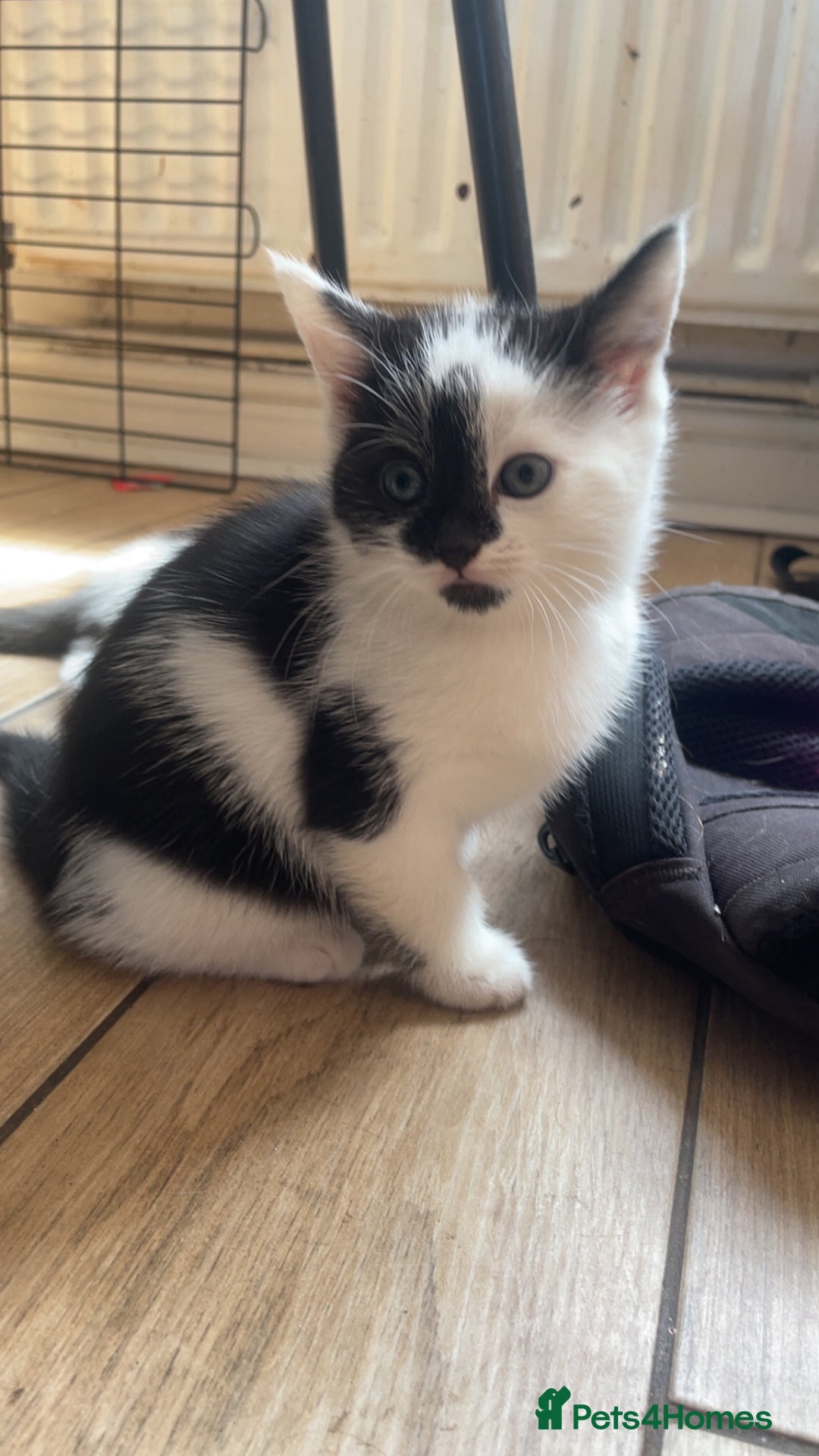 Domestic Shorthair cats for sale: 5 kittens available now  - Image 6