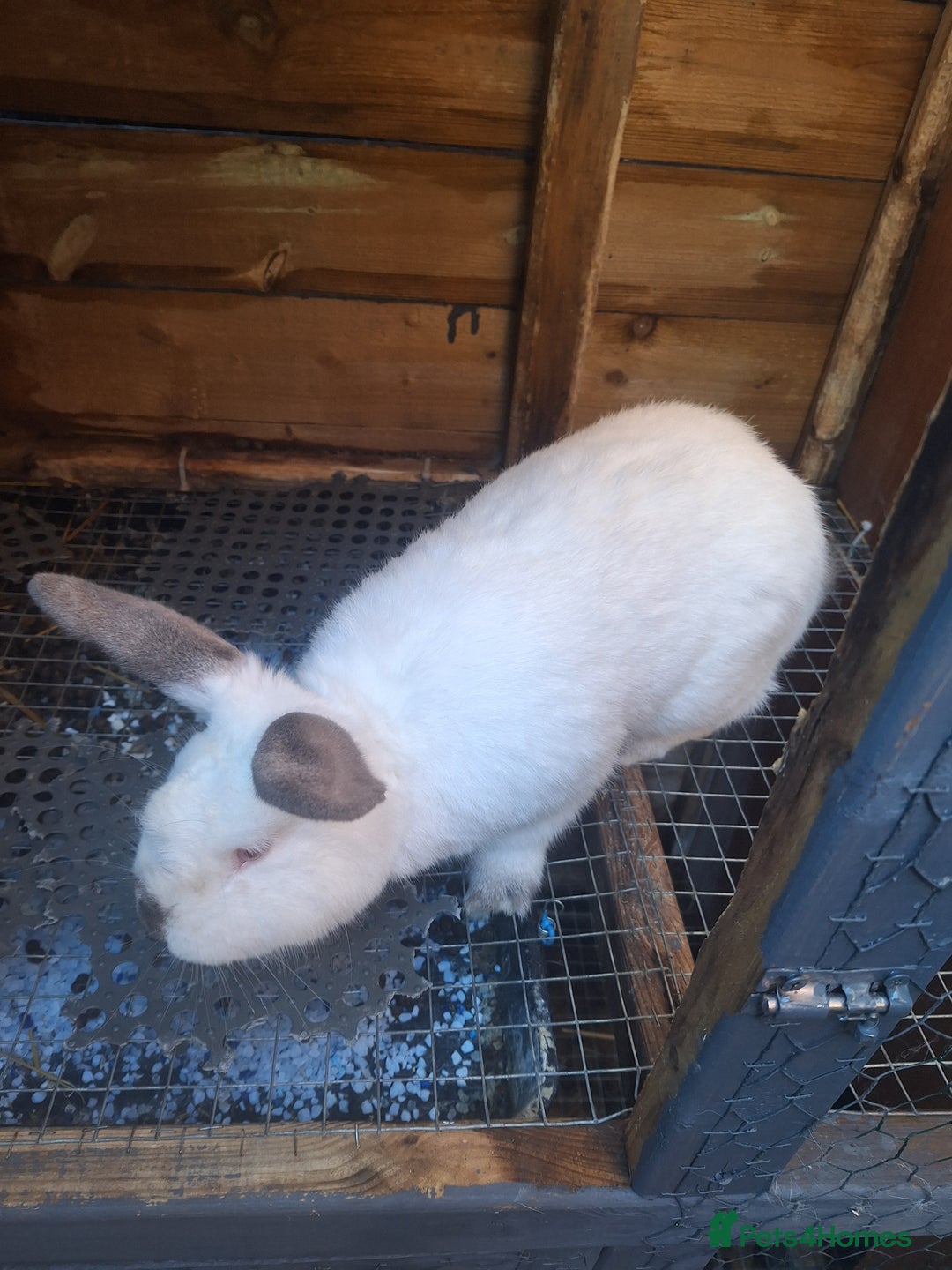 Mixed Breed rabbits for sale: New Zealand cross Californian rabbits Colony - Advert 5
